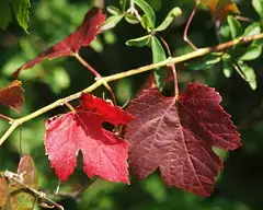 Vitis vinifera subsp. sylvestris (48°11' N 16°... Vitis vinifera subsp. sylvestris (48°11' N 16°...