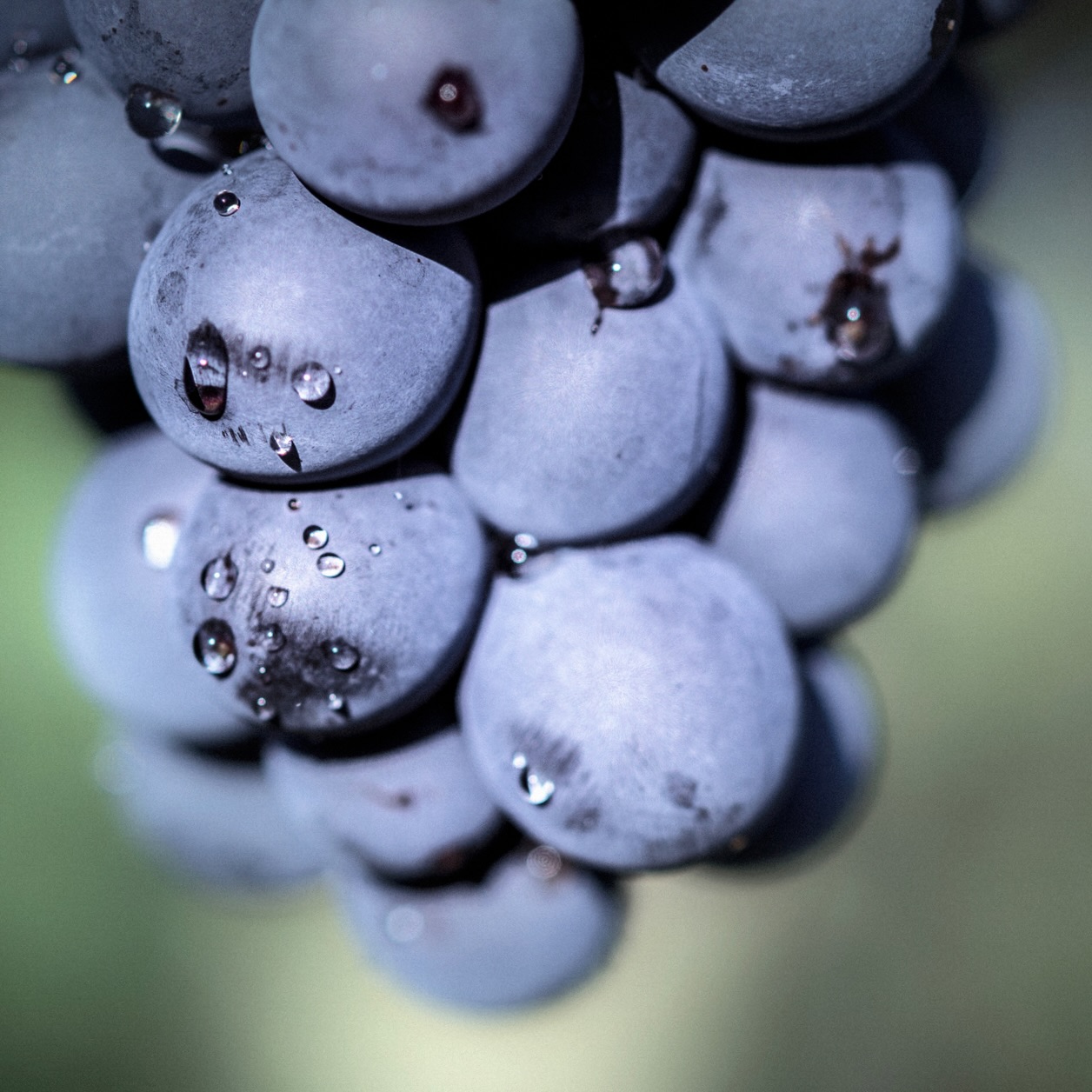 Cacho de uvas - Nosso Vinho